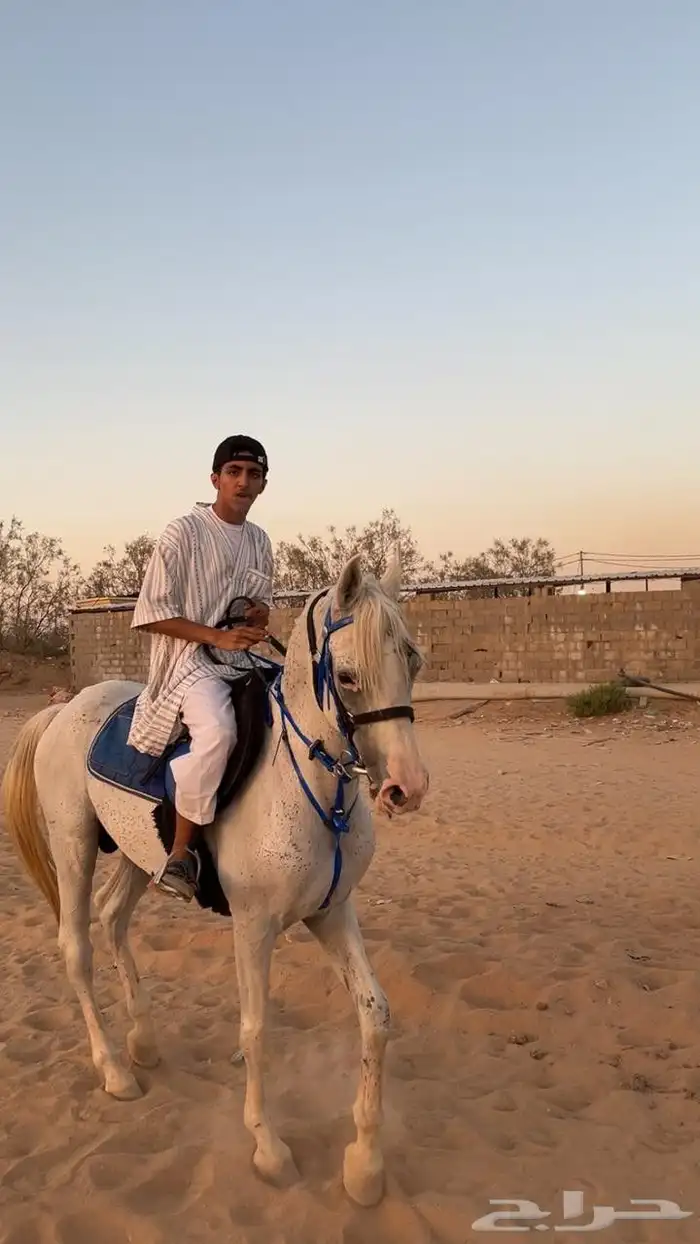 حصان شعبي 5 سنوات ركوب طيب للتواصل واتس 1