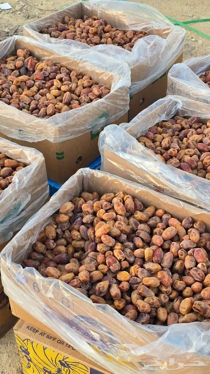 خلاص اشقر جانبو فله 3