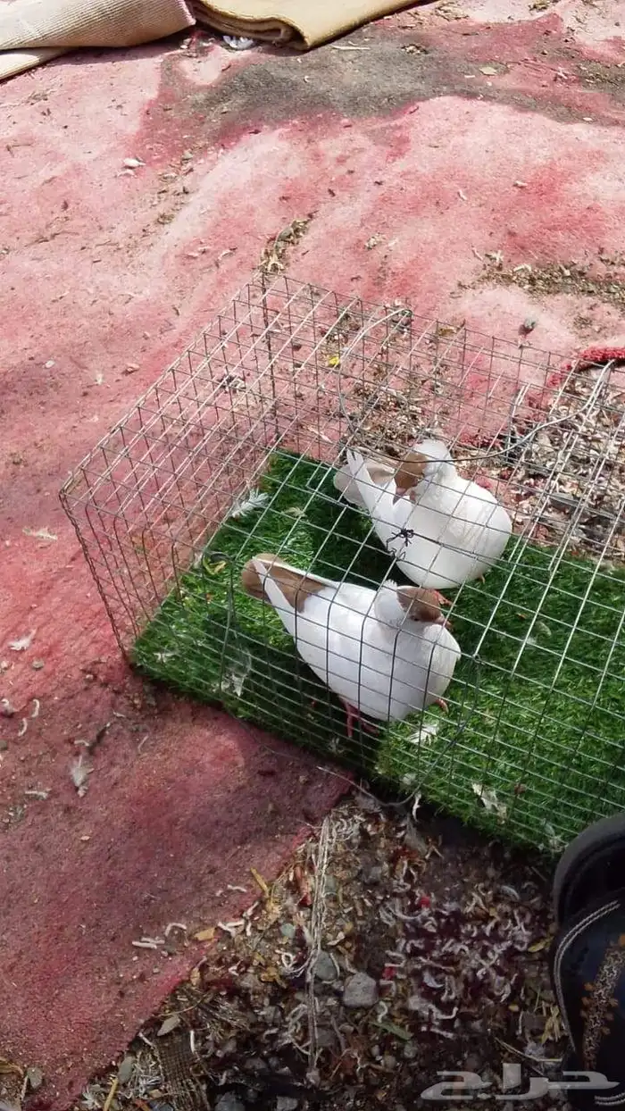 مجموعة حمام للبيع 0