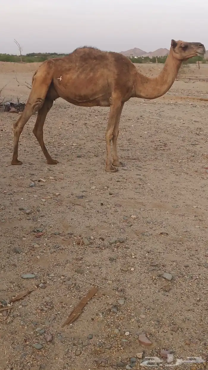 6 نياق عوادي حمر من 3600 تم البيع 4