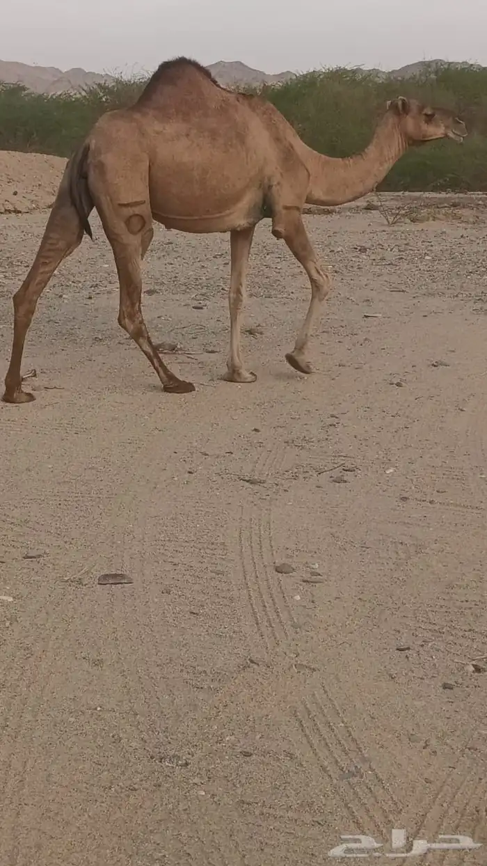6 نياق عوادي حمر من 3600 تم البيع 8