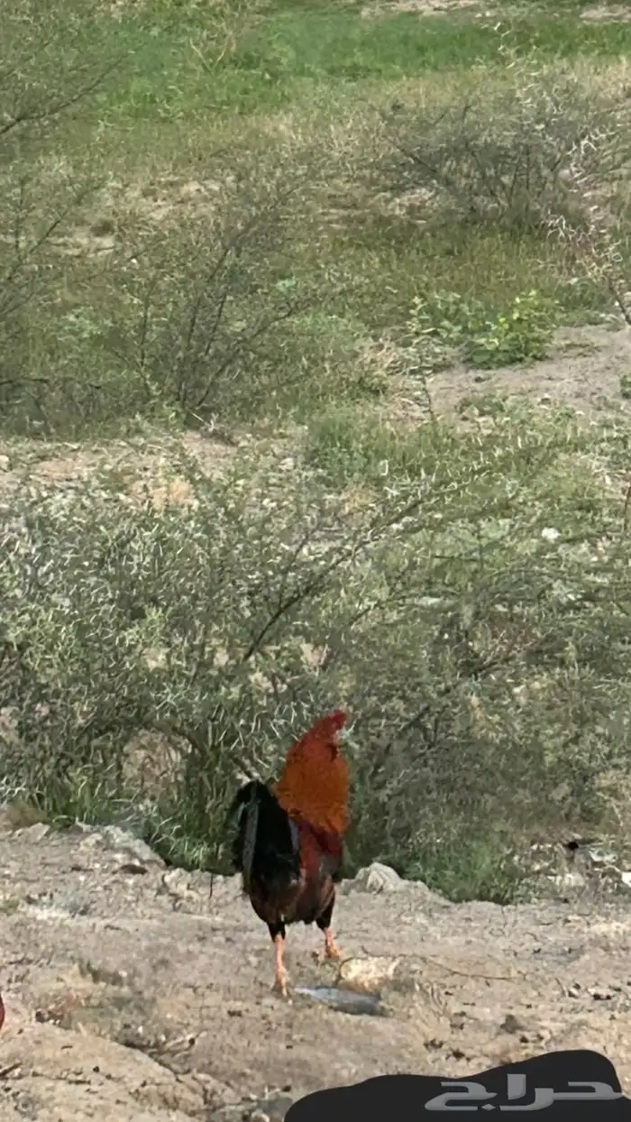 دجاج بلدي 8