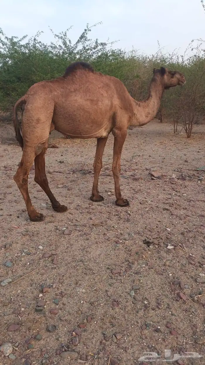 6 نياق عوادي حمر من 3600 تم البيع 5