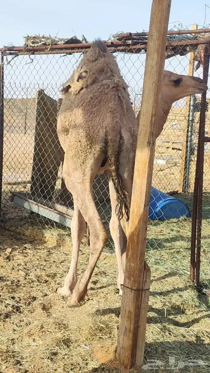 قعود كفو العمر 10 الشهور 0