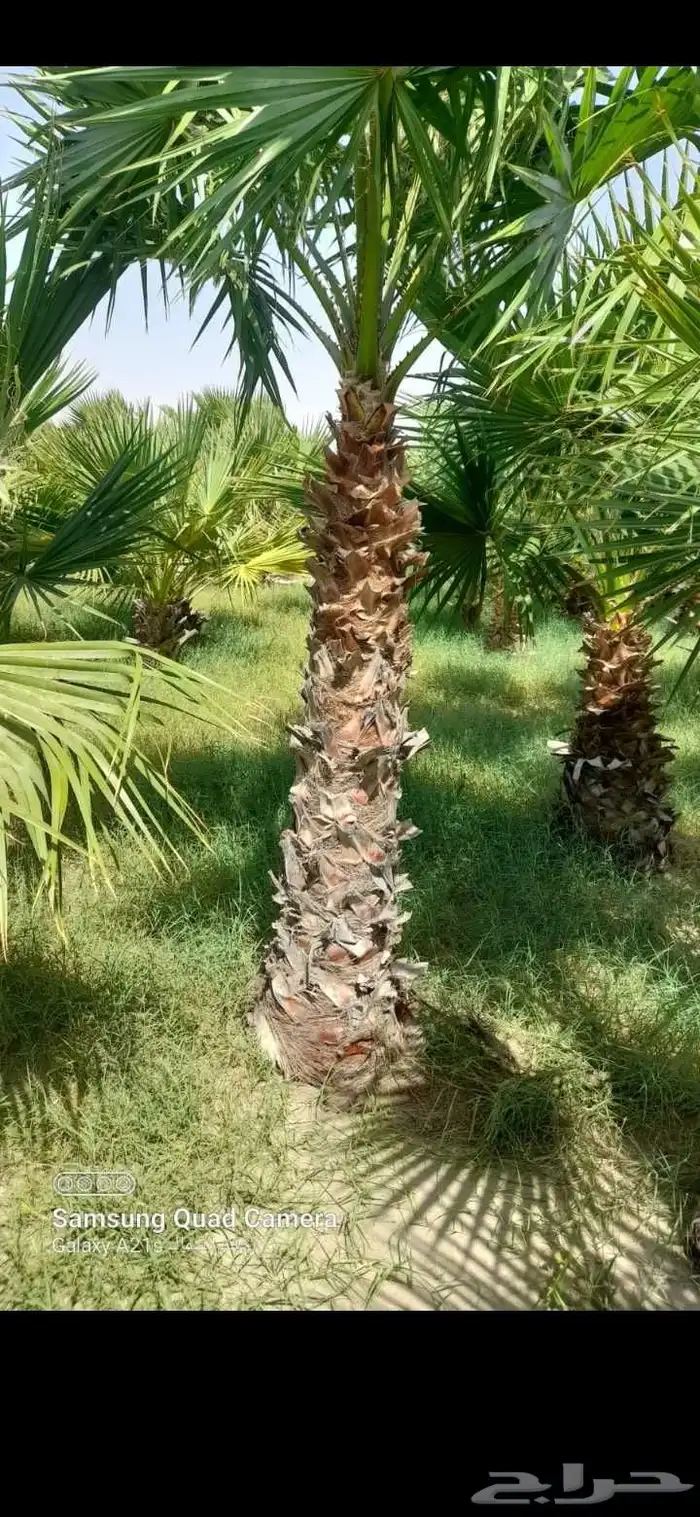 نخيل الأشجار العشب الطبيعي الزهور توريد وتنفيذ 2