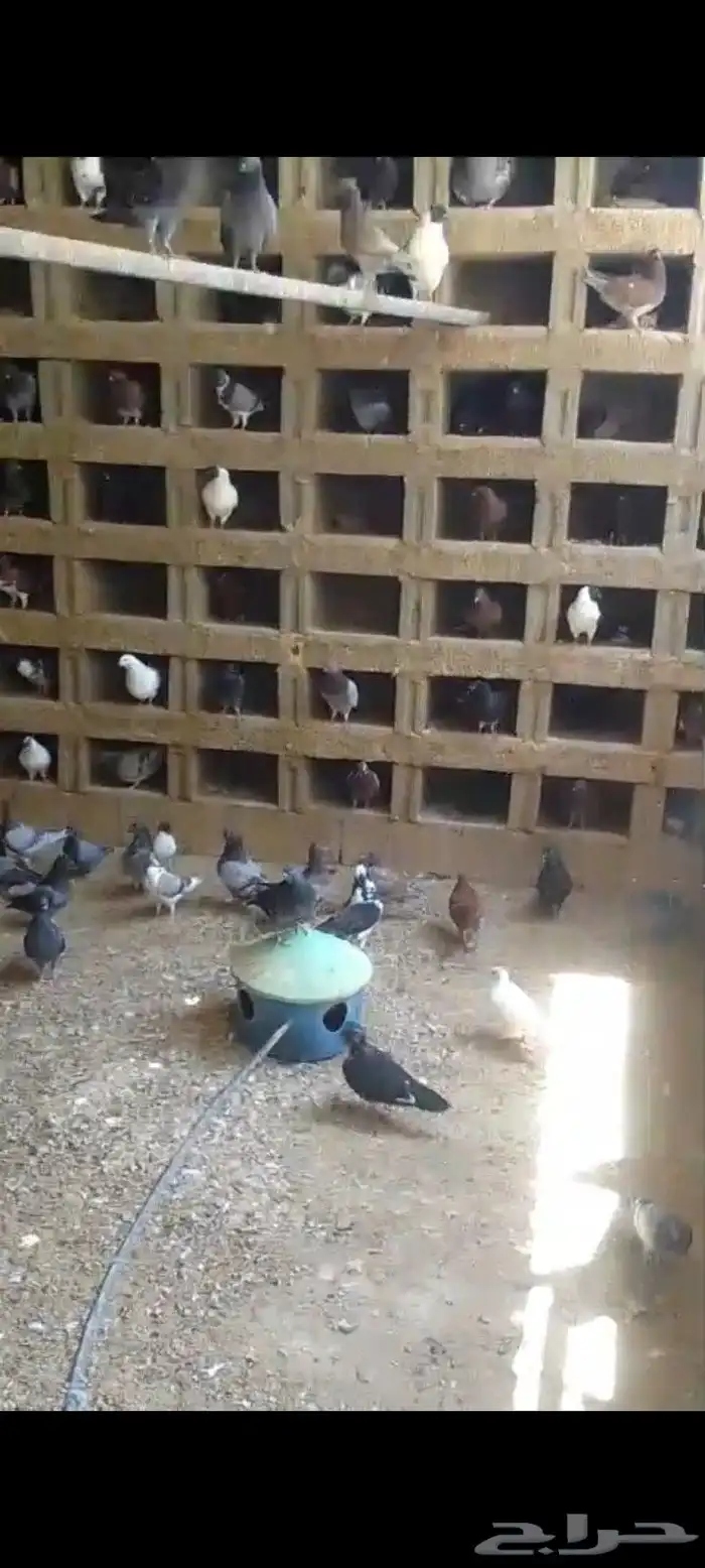 حمام مشكل منتج خمس ألف جوز 1