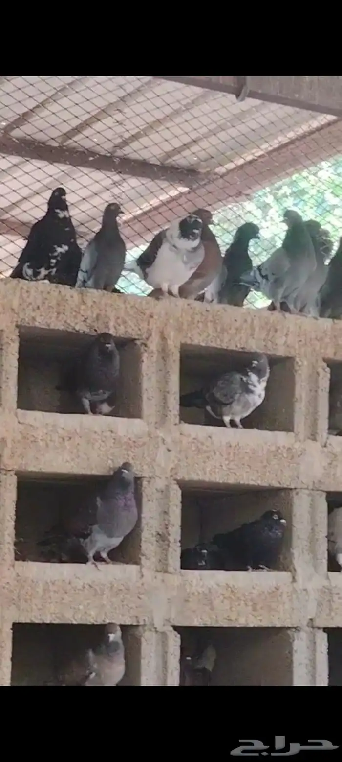 حمام مشكل منتج خمس ألف جوز 5