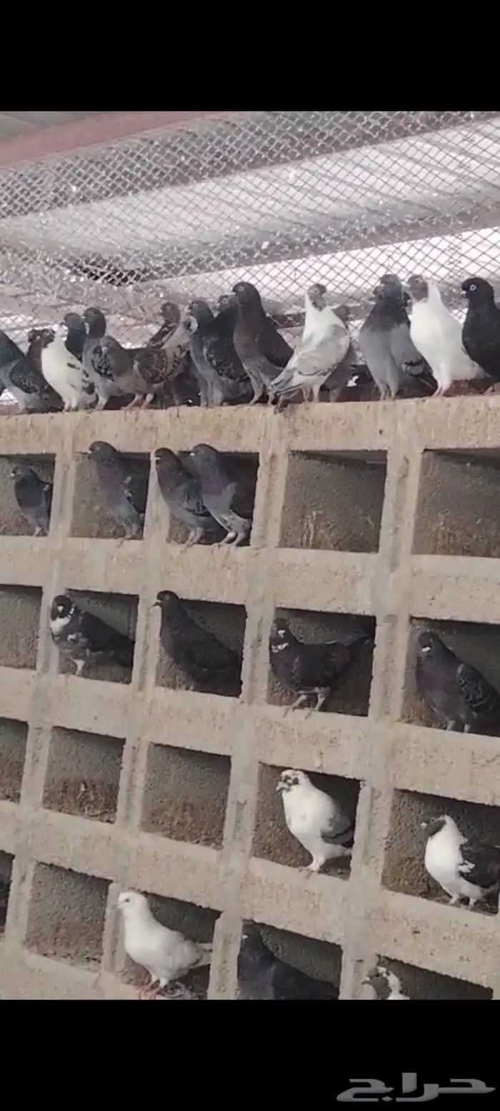 حمام مشكل منتج خمس ألف جوز 0