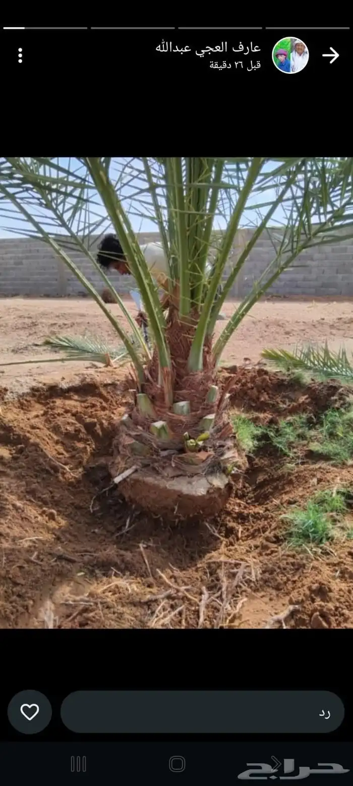 نخيل عربي مثمر بكافة انواعه 0