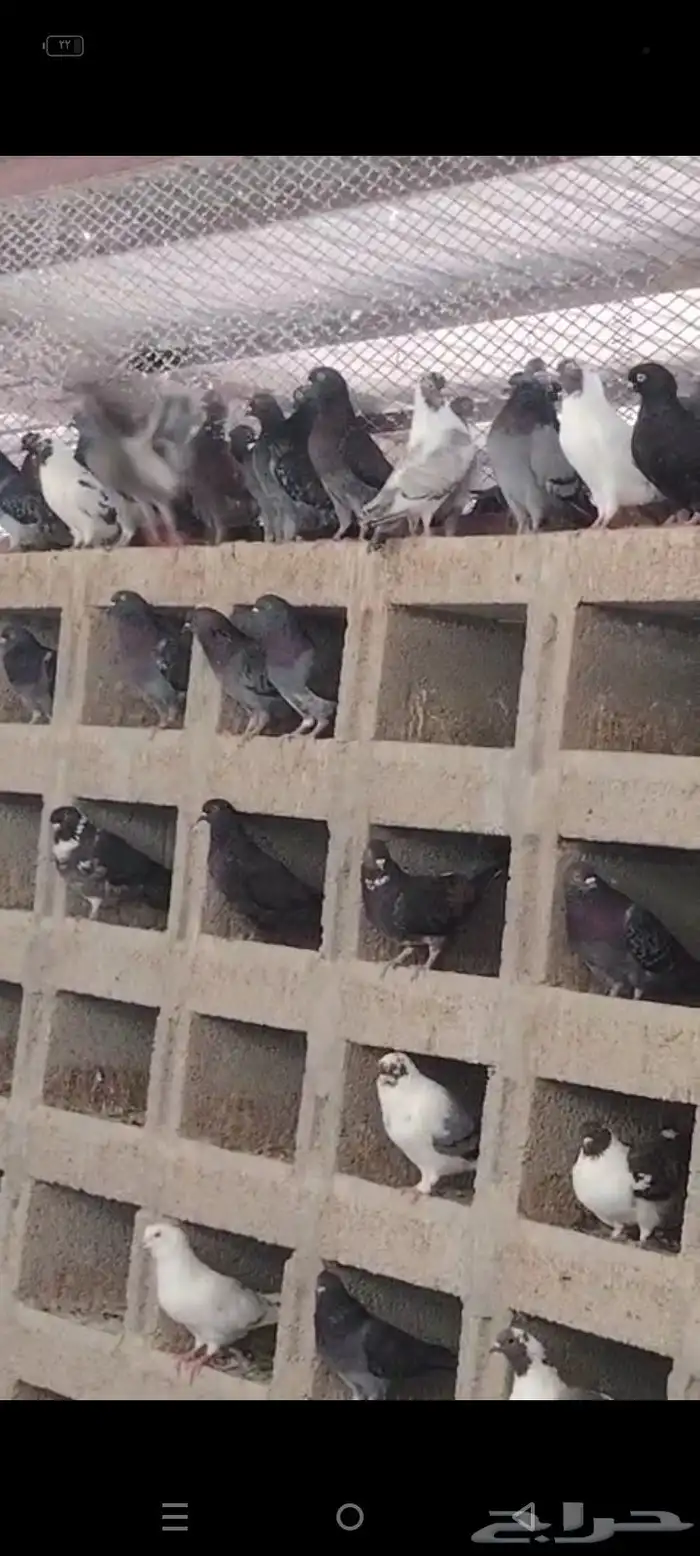 حمام مشكل منتج خمس ألف جوز 4