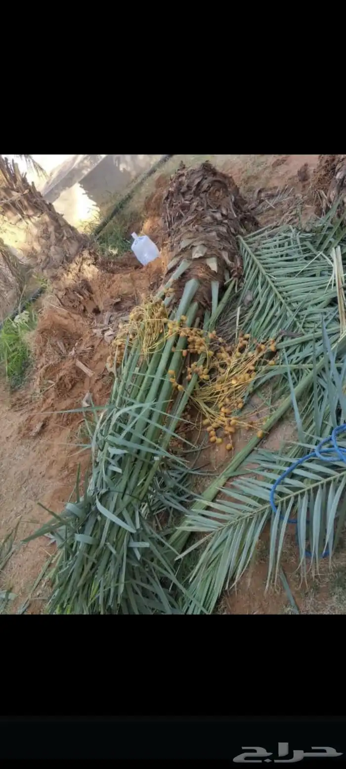 يوجد لدينا نخيل للبيع 6