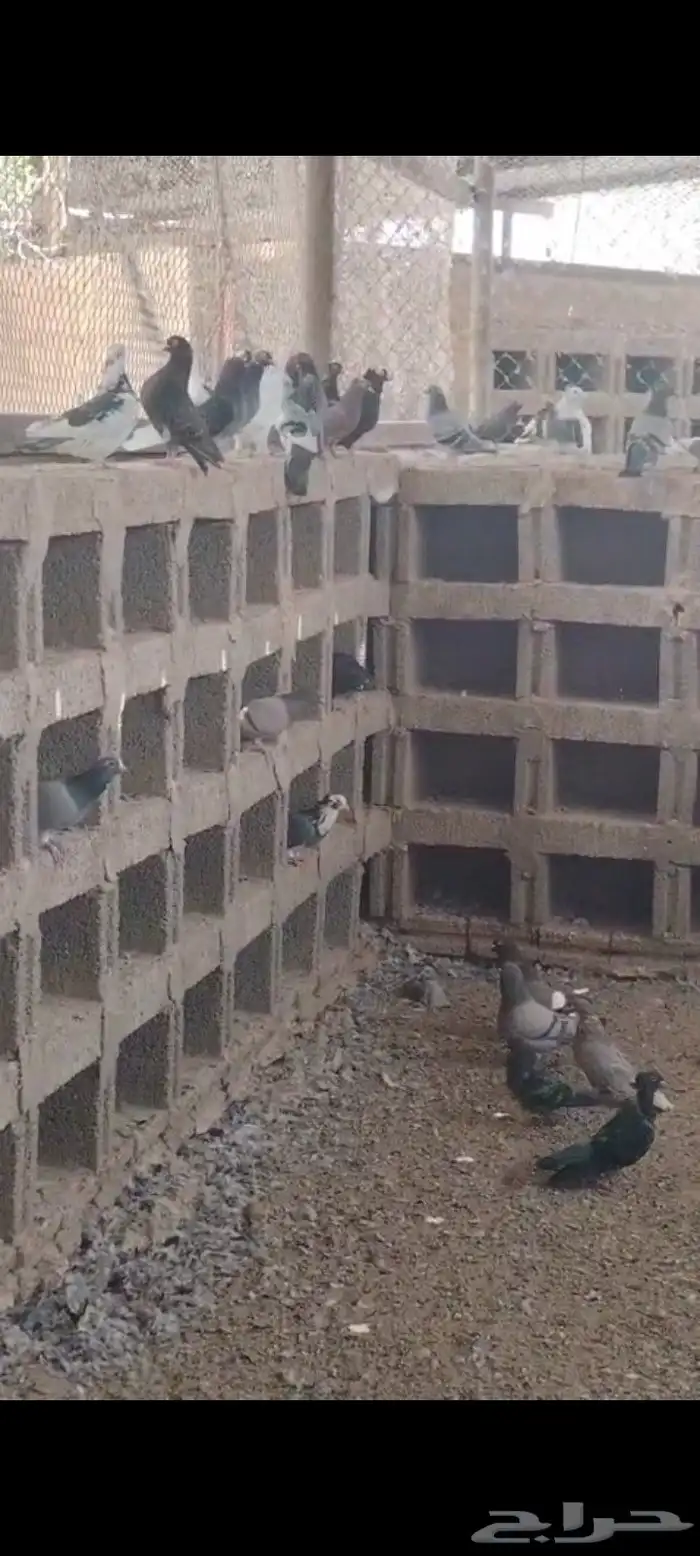 حمام مشكل منتج خمس ألف جوز 3