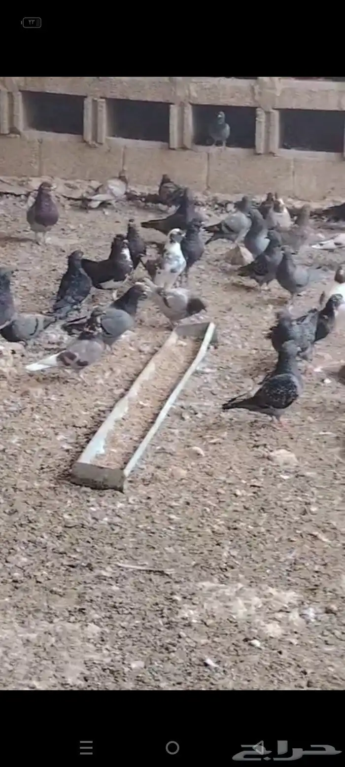 حمام مشكل منتج خمس ألف جوز 8