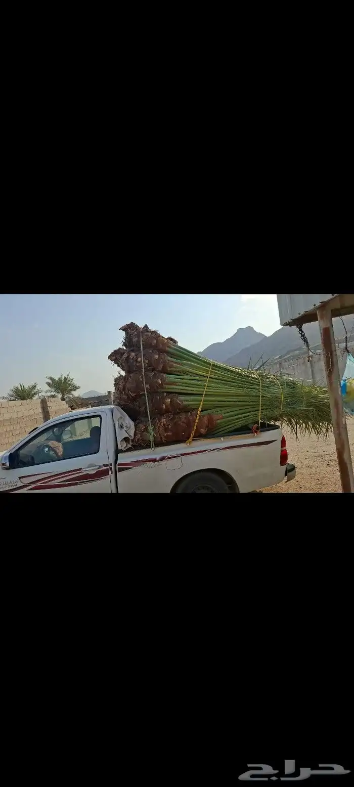 يوجد لدينا نخيل للبيع 9