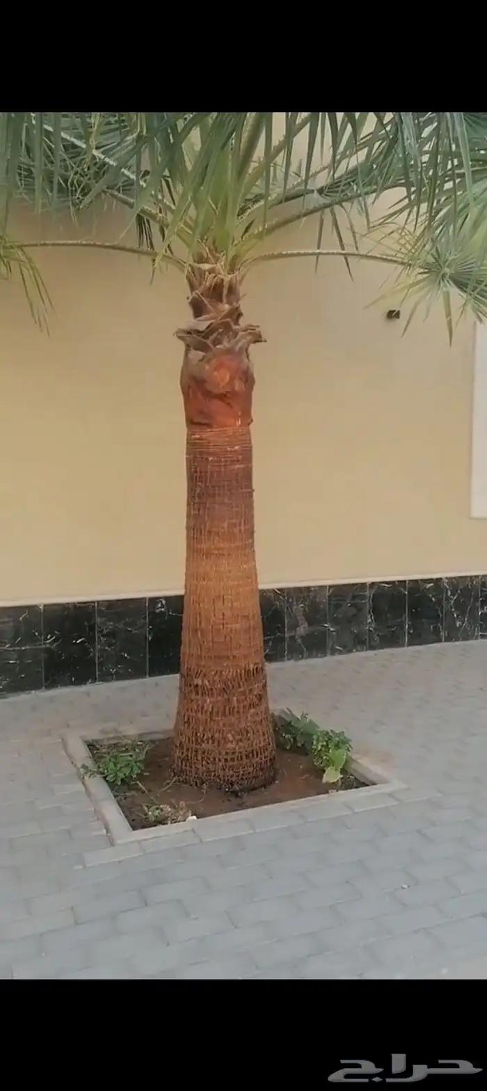 للبيع نخل واشنطني زينه اغلب المقاسات موجوده 4