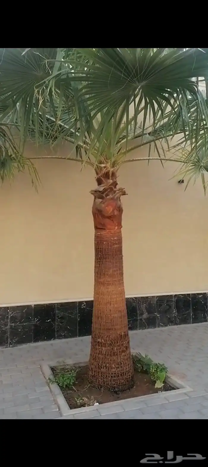 للبيع نخل واشنطني زينه اغلب المقاسات موجوده 0