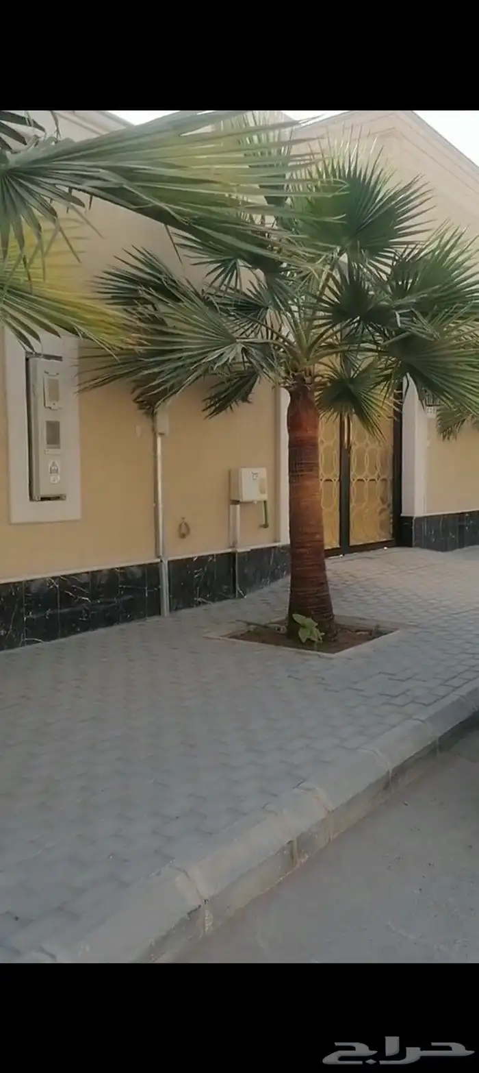للبيع نخل واشنطني زينه اغلب المقاسات موجوده 3