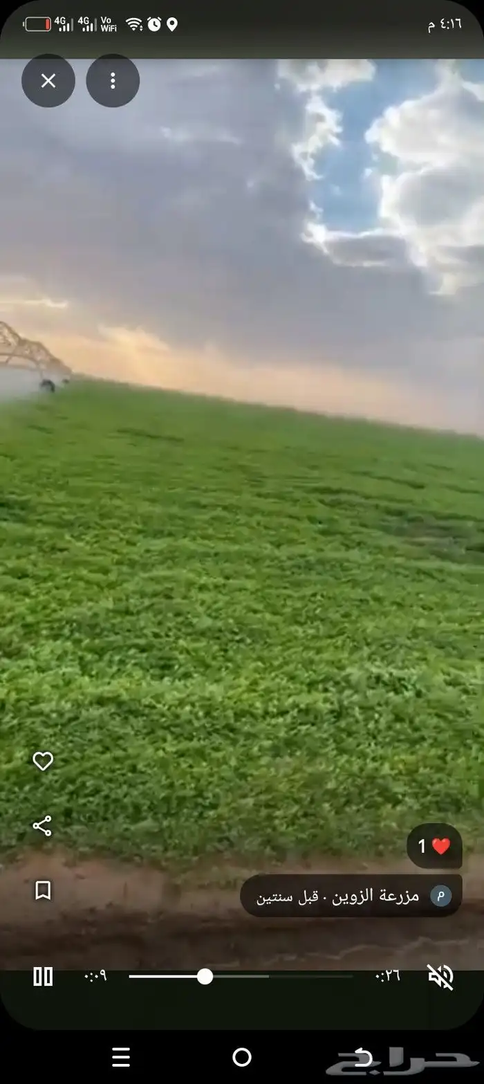 مطلوب شريك في مزرعه برسيم حجازي القرنيه 3