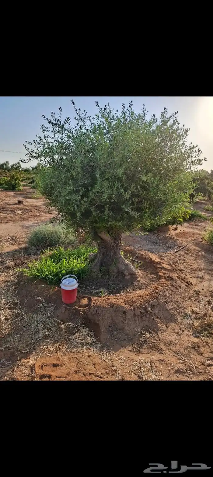 اشجار الزيتون معمر ومفراع محسن 3