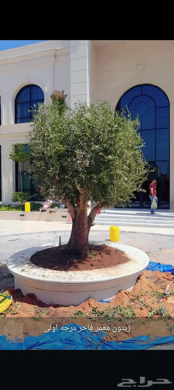 اشجار الزيتون معمر ومفراع محسن 0
