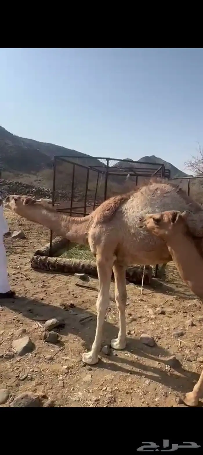 قعود عمره 8 شهور 0