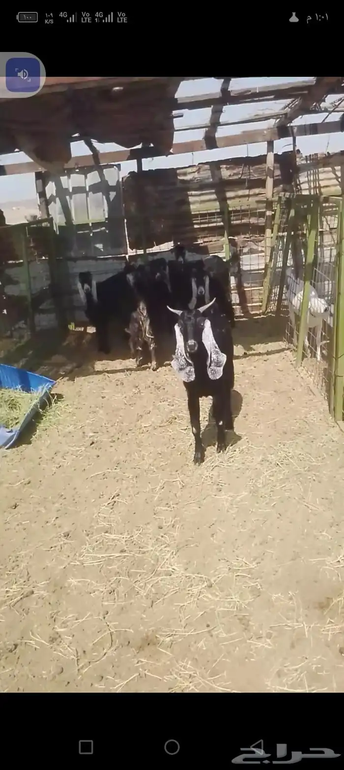 السلام عليكم ورحمه الله وبركاته نعرض لكم تيس عرضي جدع تسع شه 0