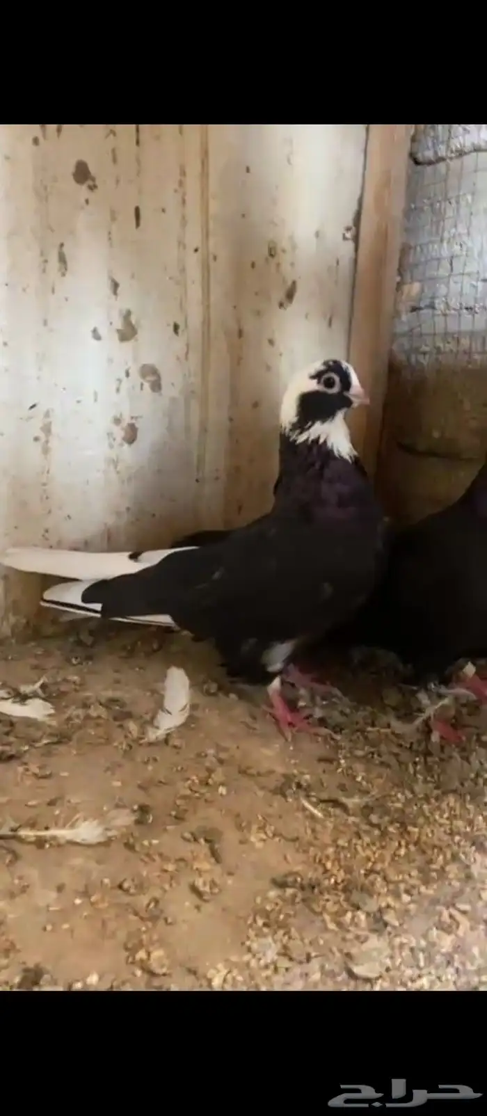 انت قطيفي هاجر ومنتج 0
