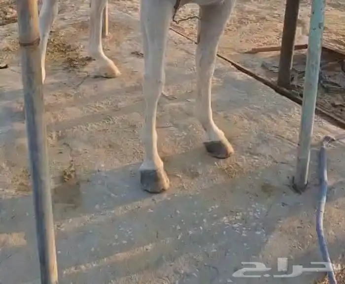 حصان واهو معسوف والبيع شعبي 7