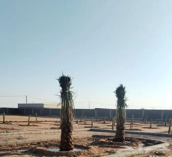 نخل للبيع بجميع نوايعه ومقاساته 2