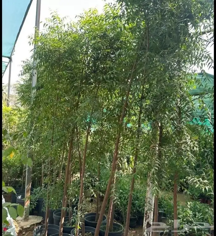 نخيل الأشجار العشب الطبيعي الزهور توريد وتنفيذ 13