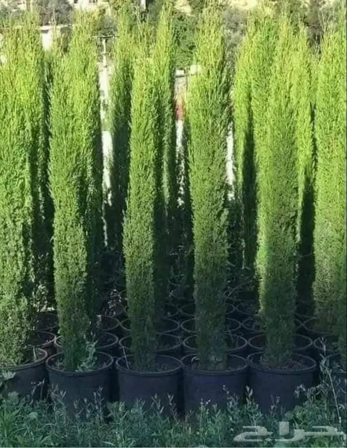 زيتون وشنطوني سرو شجر زيتون 5