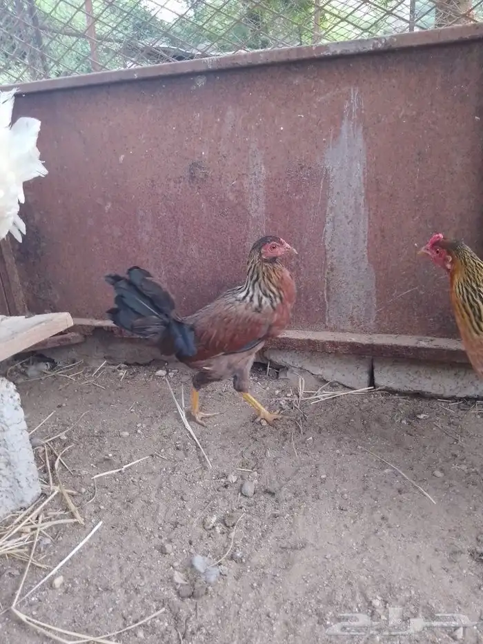 دجاجة ل البيع 1