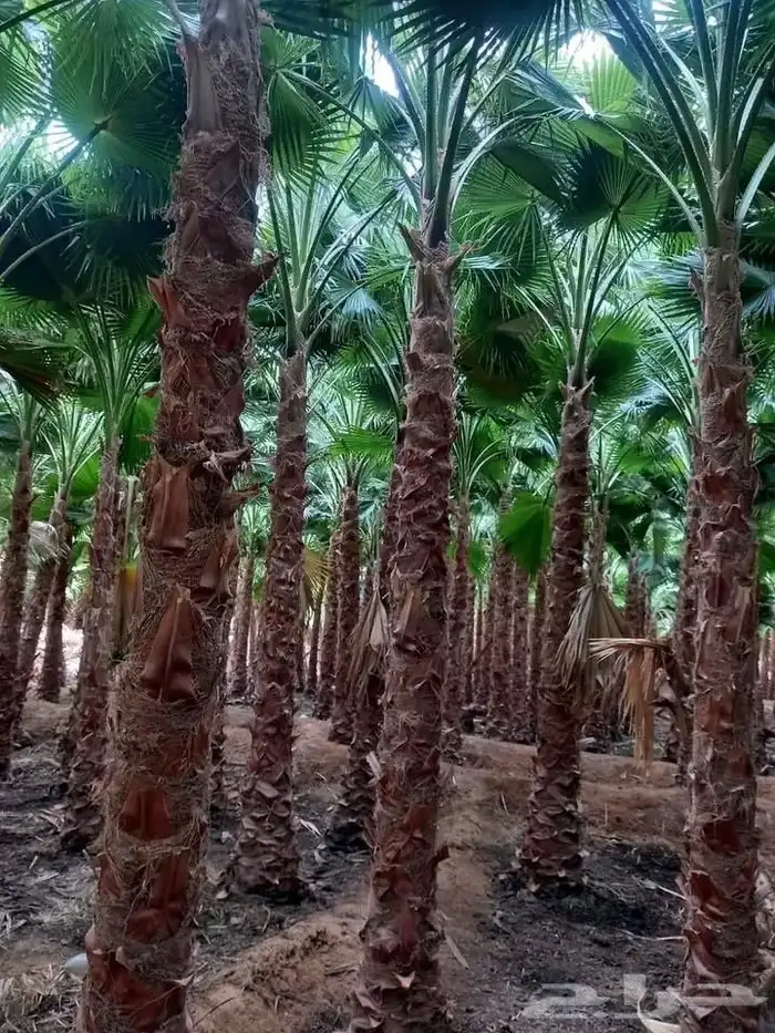 يوجد لدينا جميع انواع انخيل العربي وزينه 0