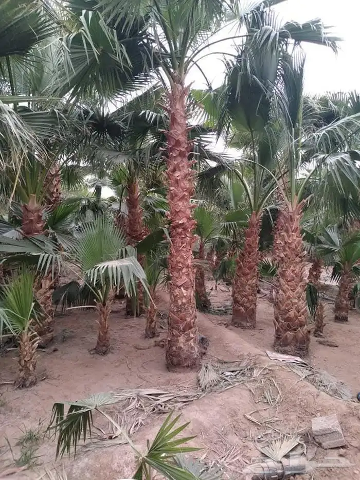 يوجد لدينا جميع انواع النخيل ولاشجار 3