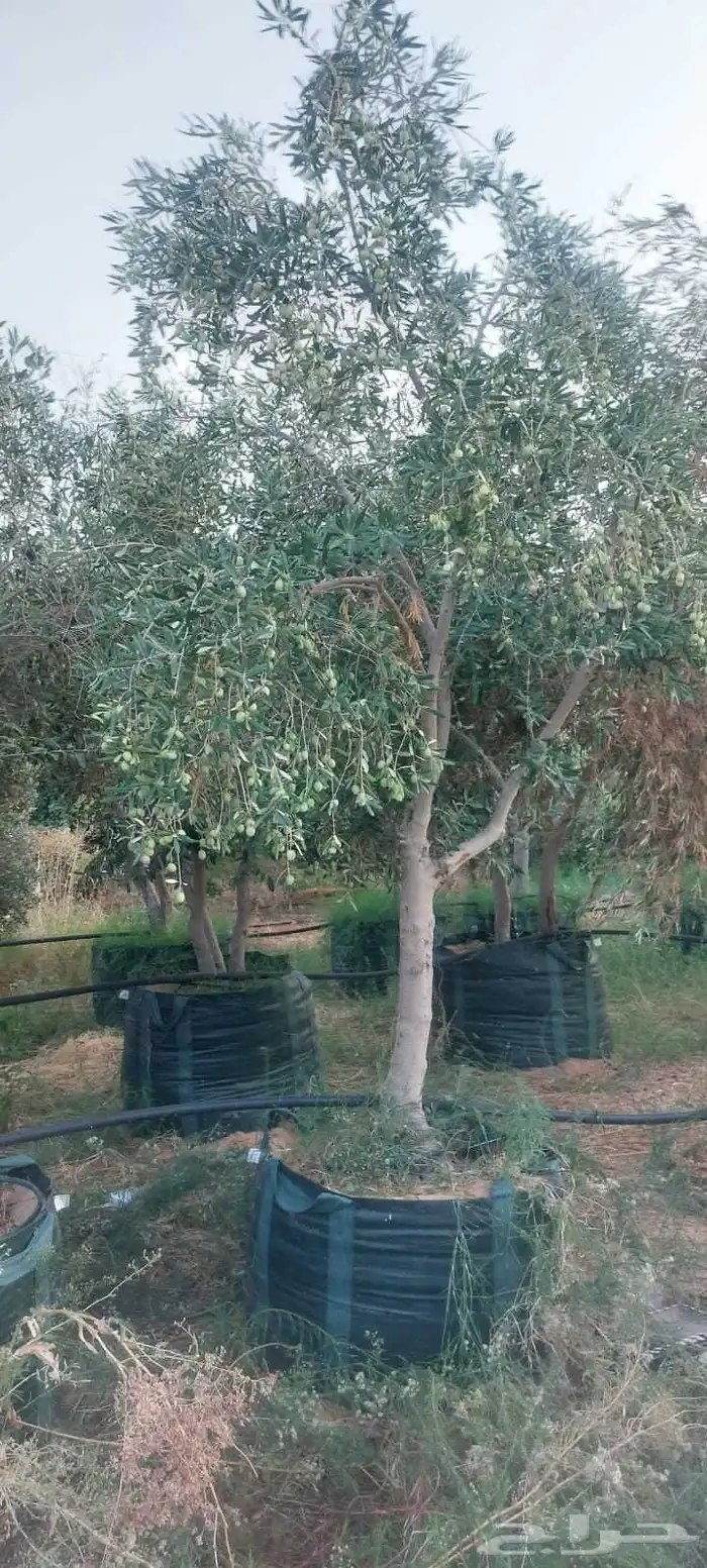 برتقال وليمون 1