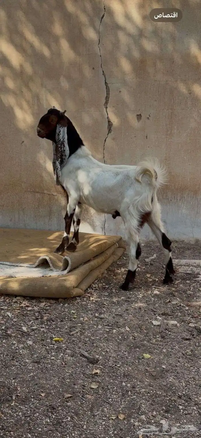 تبس هولتدي شق ثلاثه لبيع 0