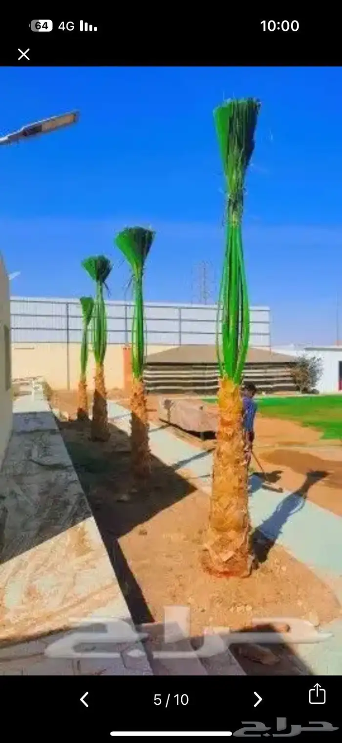بيع النخيل الوشنطن وزرعه العشب الطبيعي وزرعه الشجار وتسيك ال 0