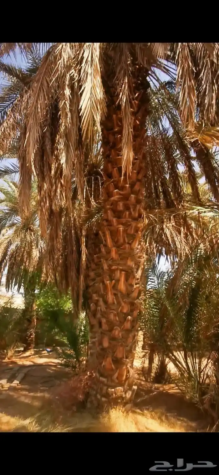 يوجد لدينا نخل عربي ووشنطني للبيع 1
