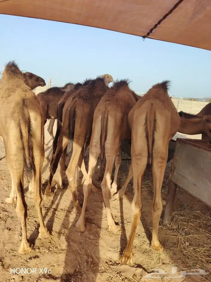 قعدان حاشي صومالي مضمون 100  2800 1