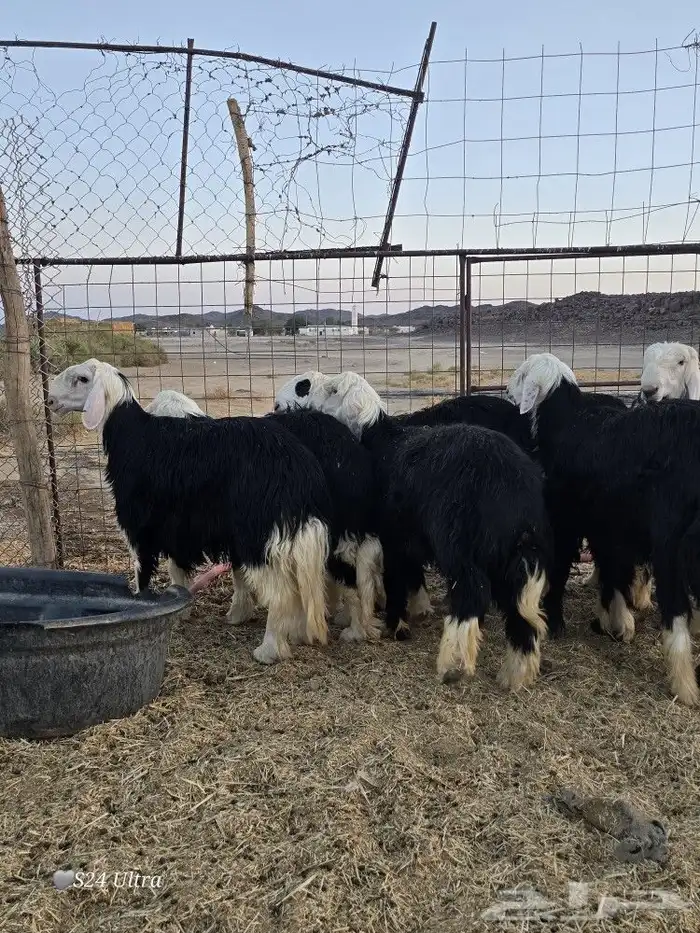 طليان نجد ذبائح فاخره تم البيع 0