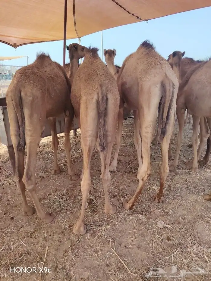 قعدان حاشي صومالي مفاريد من عمر عام لعامين 3