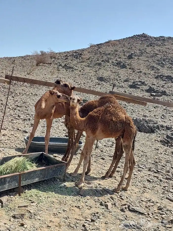 قعدان للبيع 2