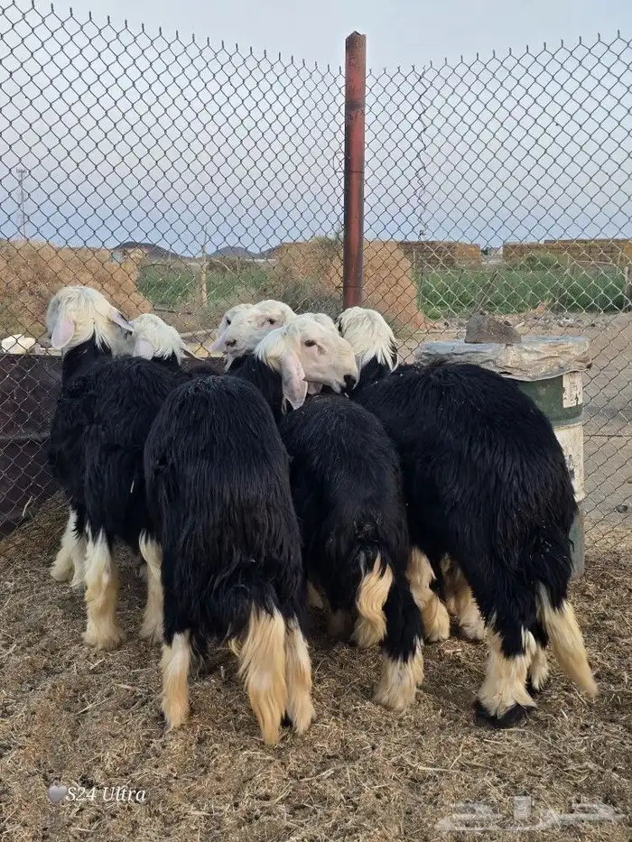 طليان نجد ذبائح فاخره تم البيع 7