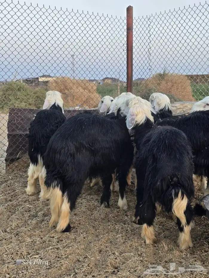 طليان نجد ذبائح فاخره تم البيع 5