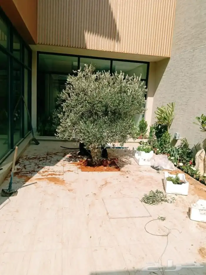 يوجد لدينا جميع انواع النخيل ولاشجار 5