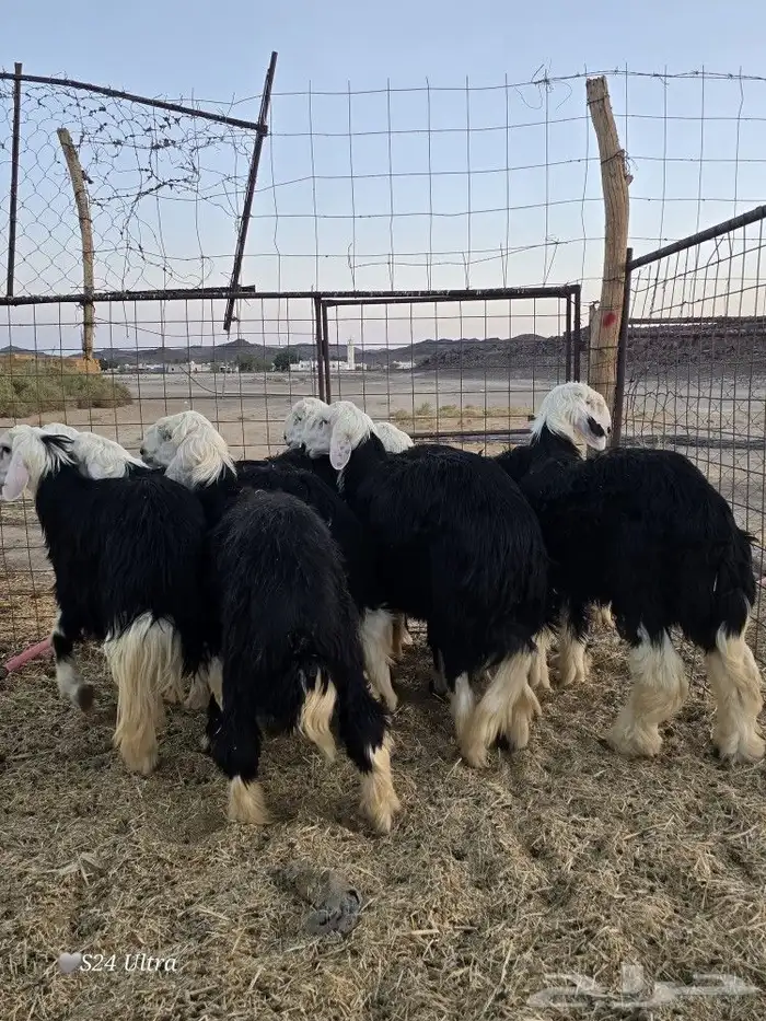 طليان نجد ذبائح فاخره تم البيع 3