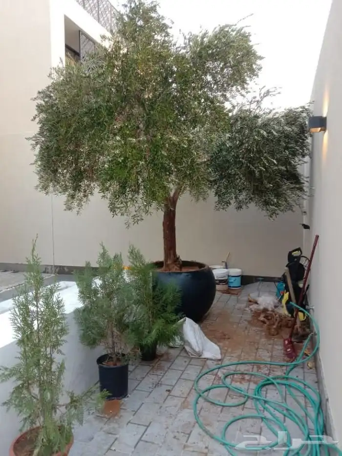 يوجد لدينا جميع انواع النخيل ولاشجار 4