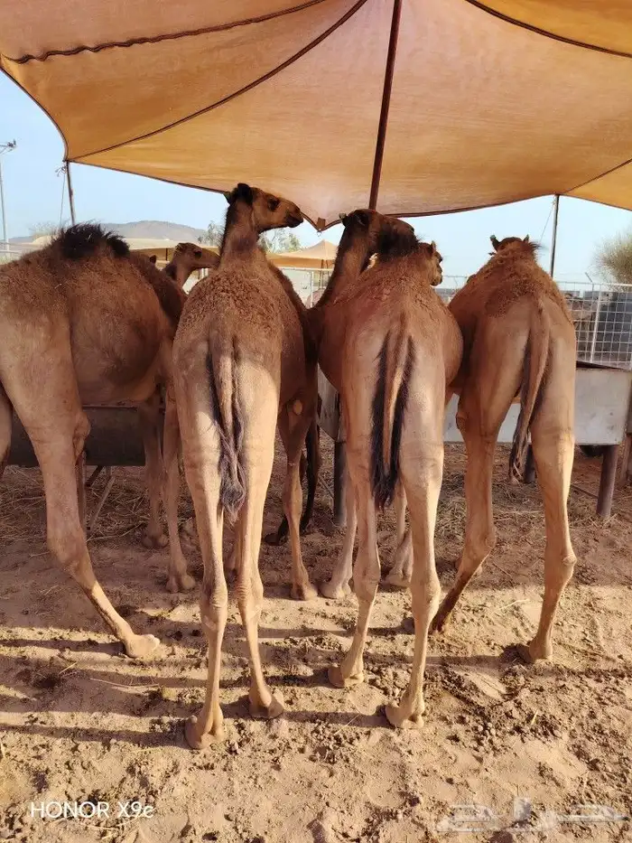 قعدان حاشي صومالي مفاريد من عمر عام لعامين 1