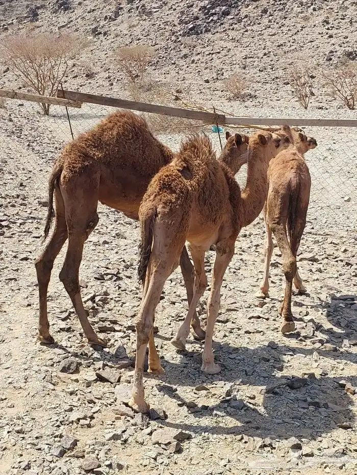 قعدان للبيع 1