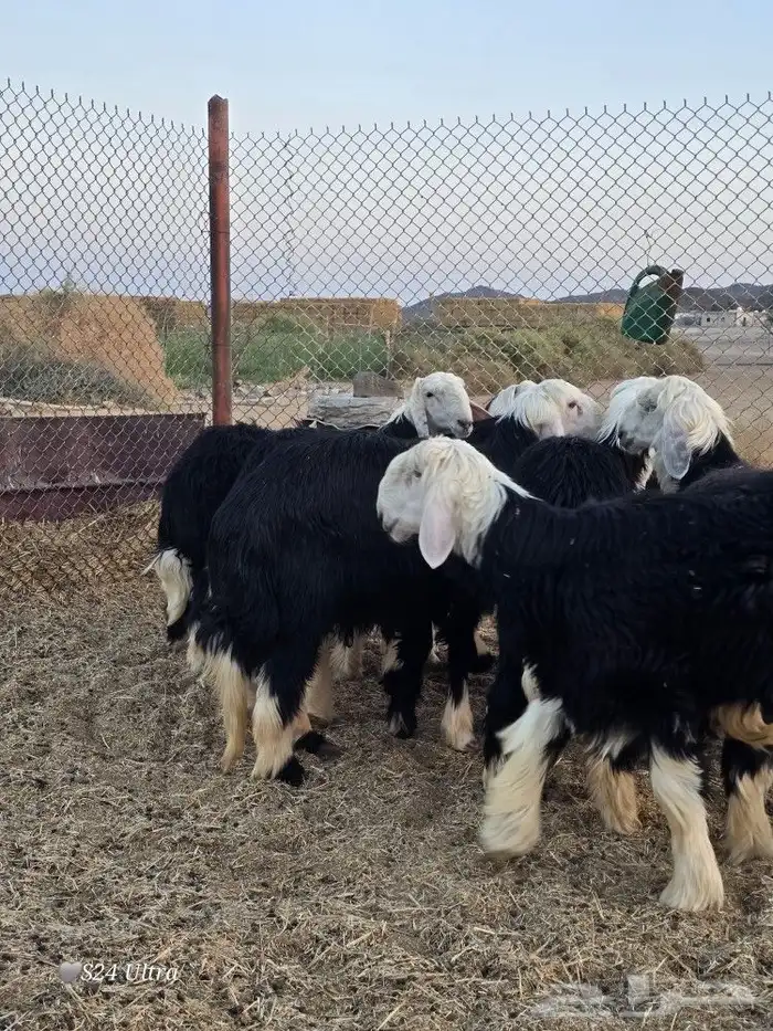 طليان نجد ذبائح فاخره تم البيع 9